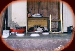 chats de la terasse du palais royal