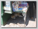 chien napolitain