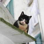 Gatto di Amalfi