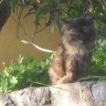 Positano, gatto