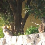 positano gatti