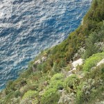 Capri, certosa di san Giacomo