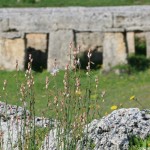 Forum de Paestum