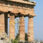 Paestum antique, Poseidonia