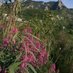 giro-di-ischia_2599