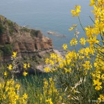 ischia-costa-sud-ovest_2571